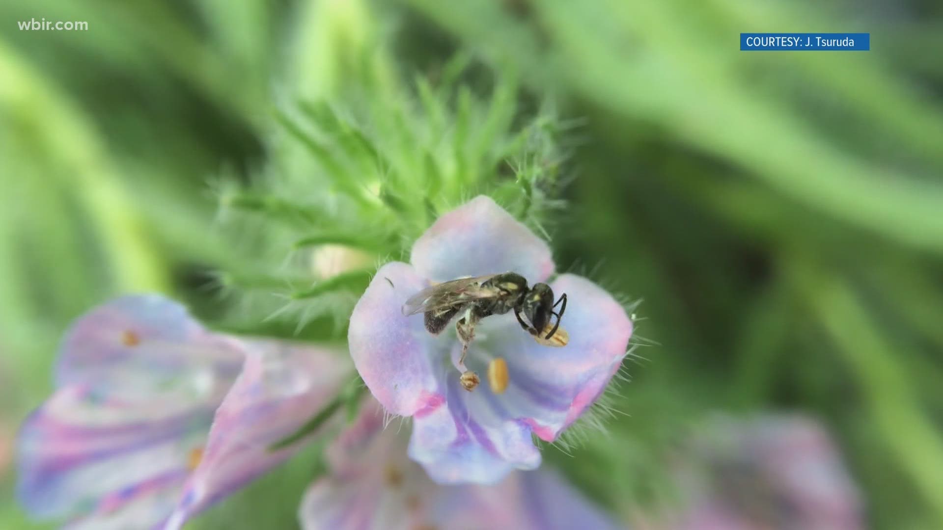 Not all plants are created equal for providing nutrition for these pollinators