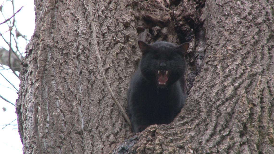 West Knoxville cat stuck in a tree for almost a week rescued Tuesday