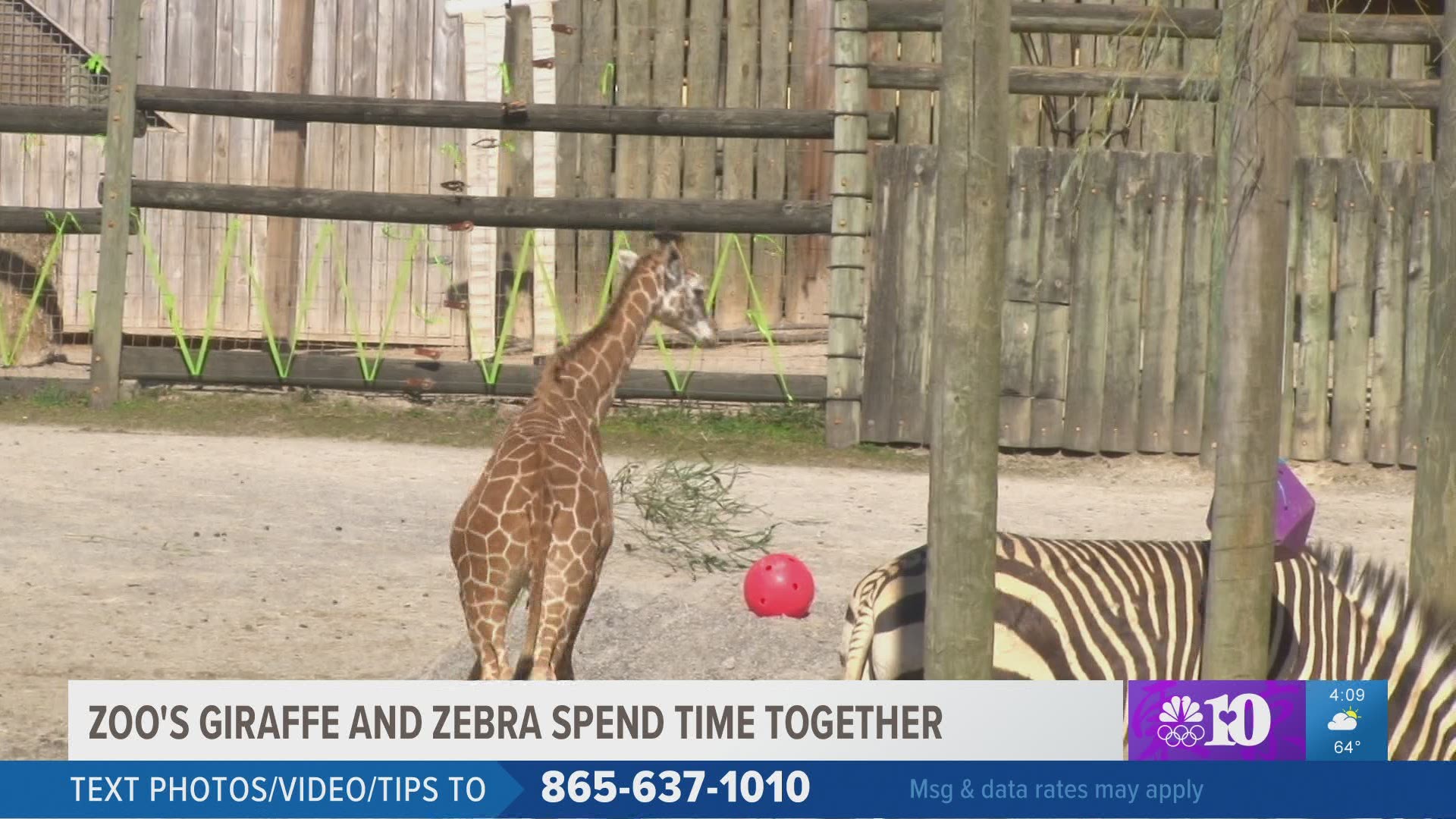 Zoo Knoxville keeps working with their baby zebra and giraffe so that they will get used to each other in their exhibit. Feb. 25, 2021-4pm.