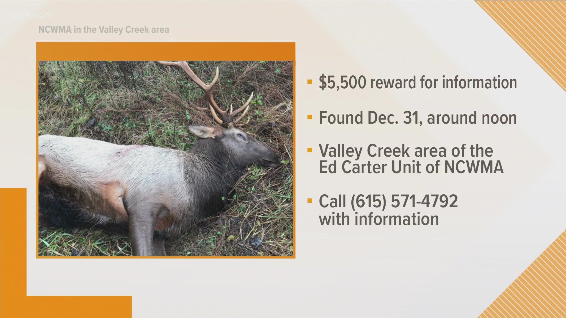 Investigators say someone illegally shot an elk in Claiborne county at the end of last year.