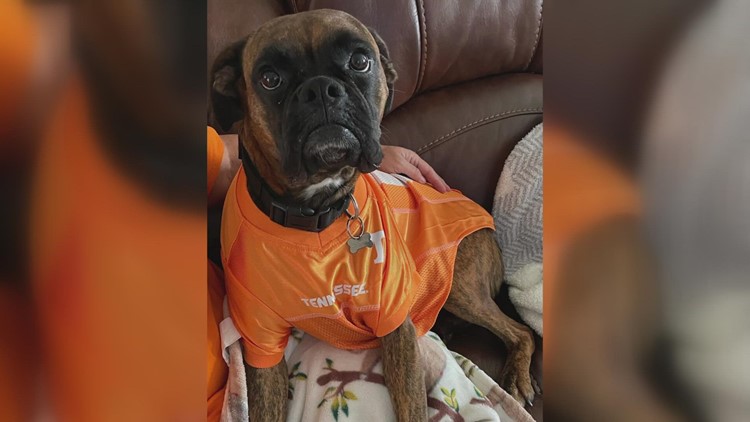 Vols fans show their best game day outfits