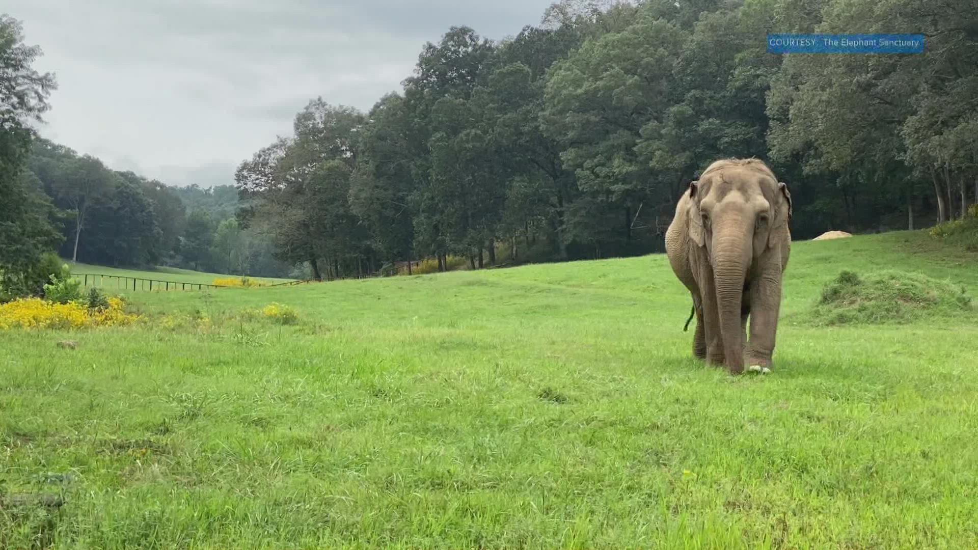 The aging elephants will trade the spotlight for 3,000 acres of refuge at the largest elephant sanctuary in the country just four hours from Knoxville.
