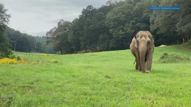 Where Zoo Knoxville's elephants will find a new home