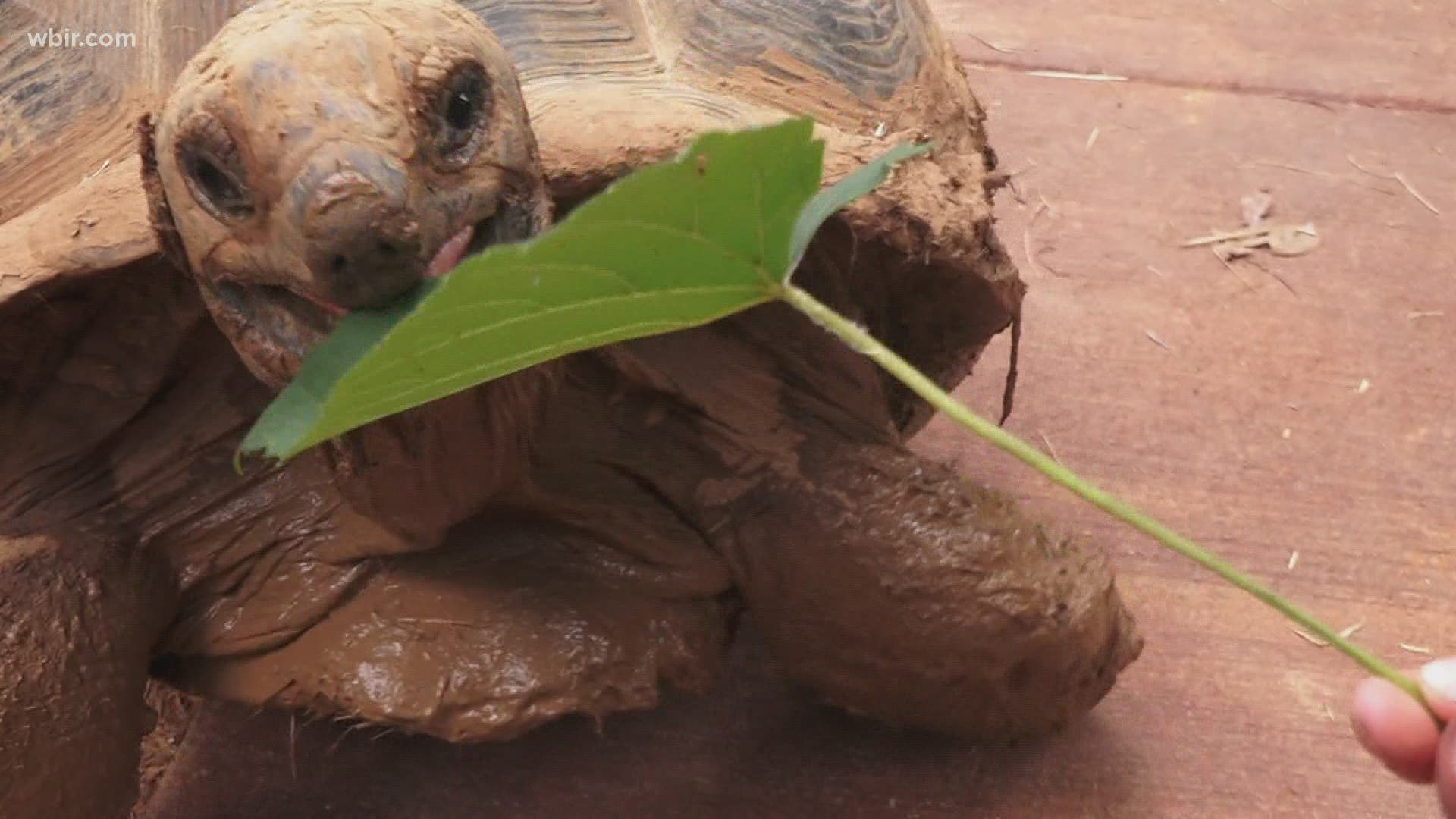 Want to feed a giraffe? Done. Scrub a giant tortoise? You got it. Hold a bird? Can do.