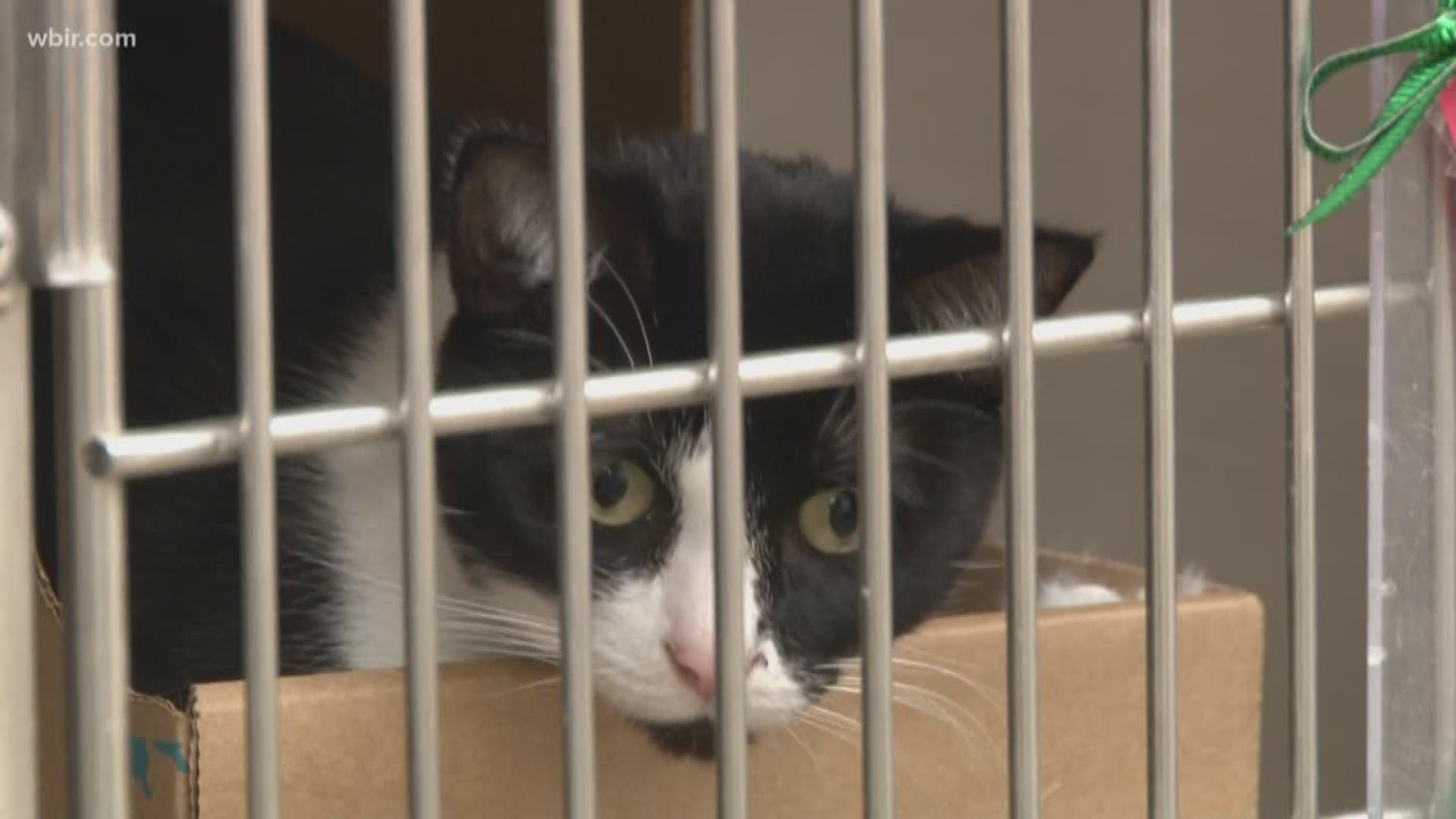 The proposed ordinance would allow feral or roaming cats to be captured, spayed or neutered, and then released.