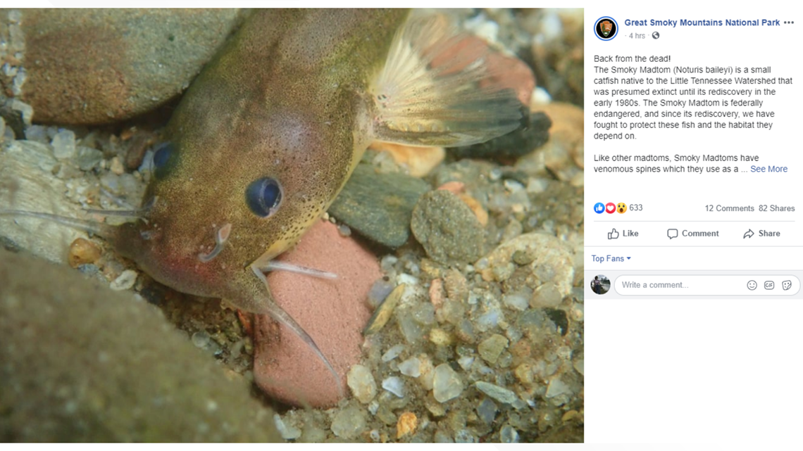 All about the Tennessee catfish that came 'back from the dead'