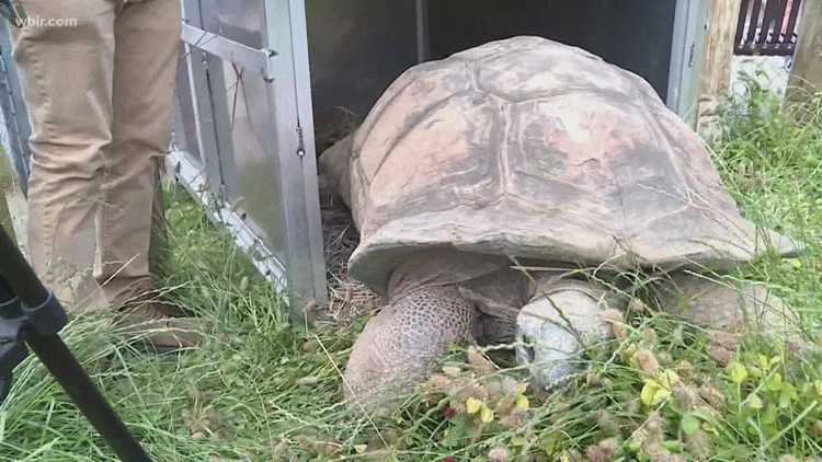 'Big Al,' a tortoise who's around 150 years old, returns to Zoo Knoxville exhibit from winter break