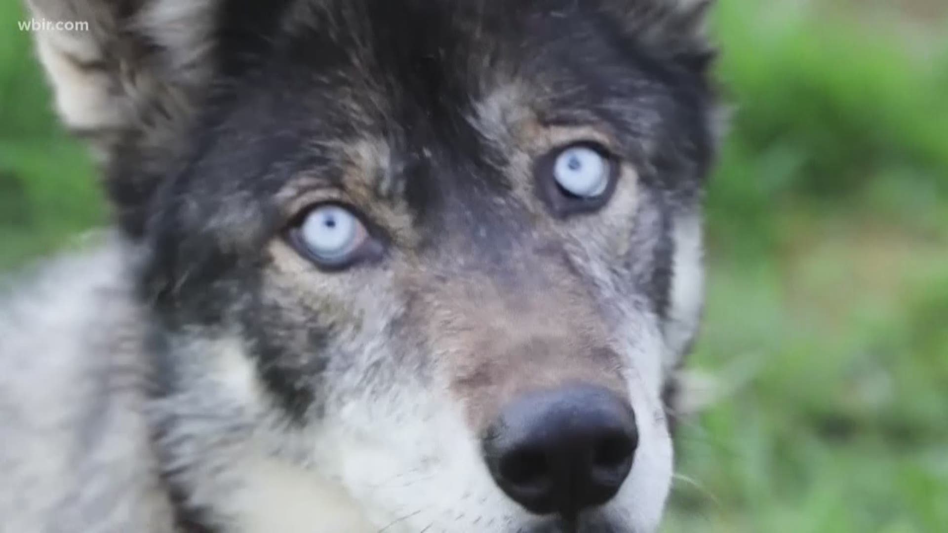 Wolf-PAWS Sanctuary in Dandridge is a haven to eight wolf-dogs.