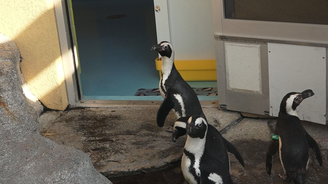 Zoo Knoxville Penguins arrive at their new home in Gatlinburg