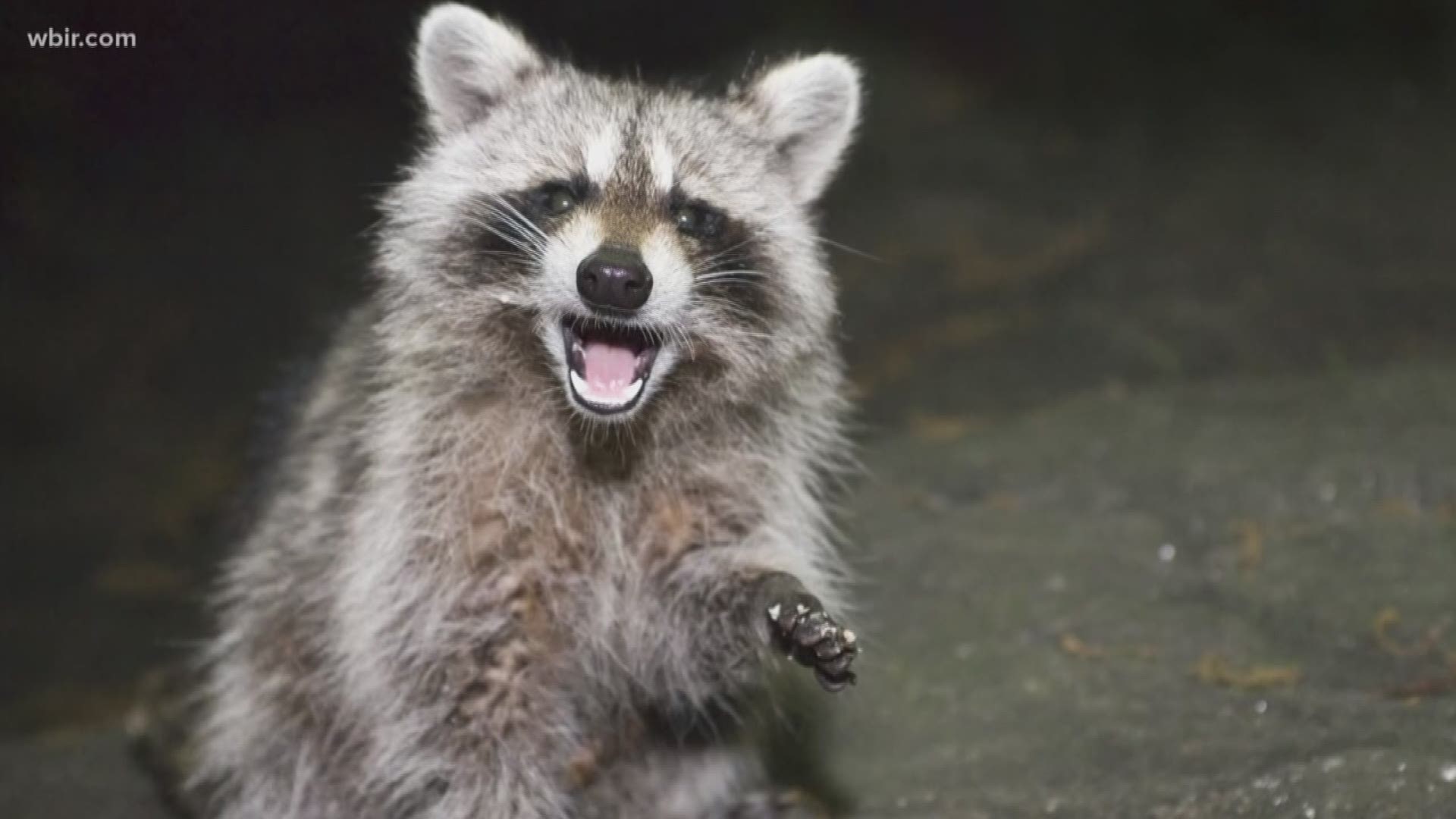 If you've seen more raccoons around your neighborhood recently -- you're not alone. The raccoon population in some parts of Knoxville is up to three times as large as usual.