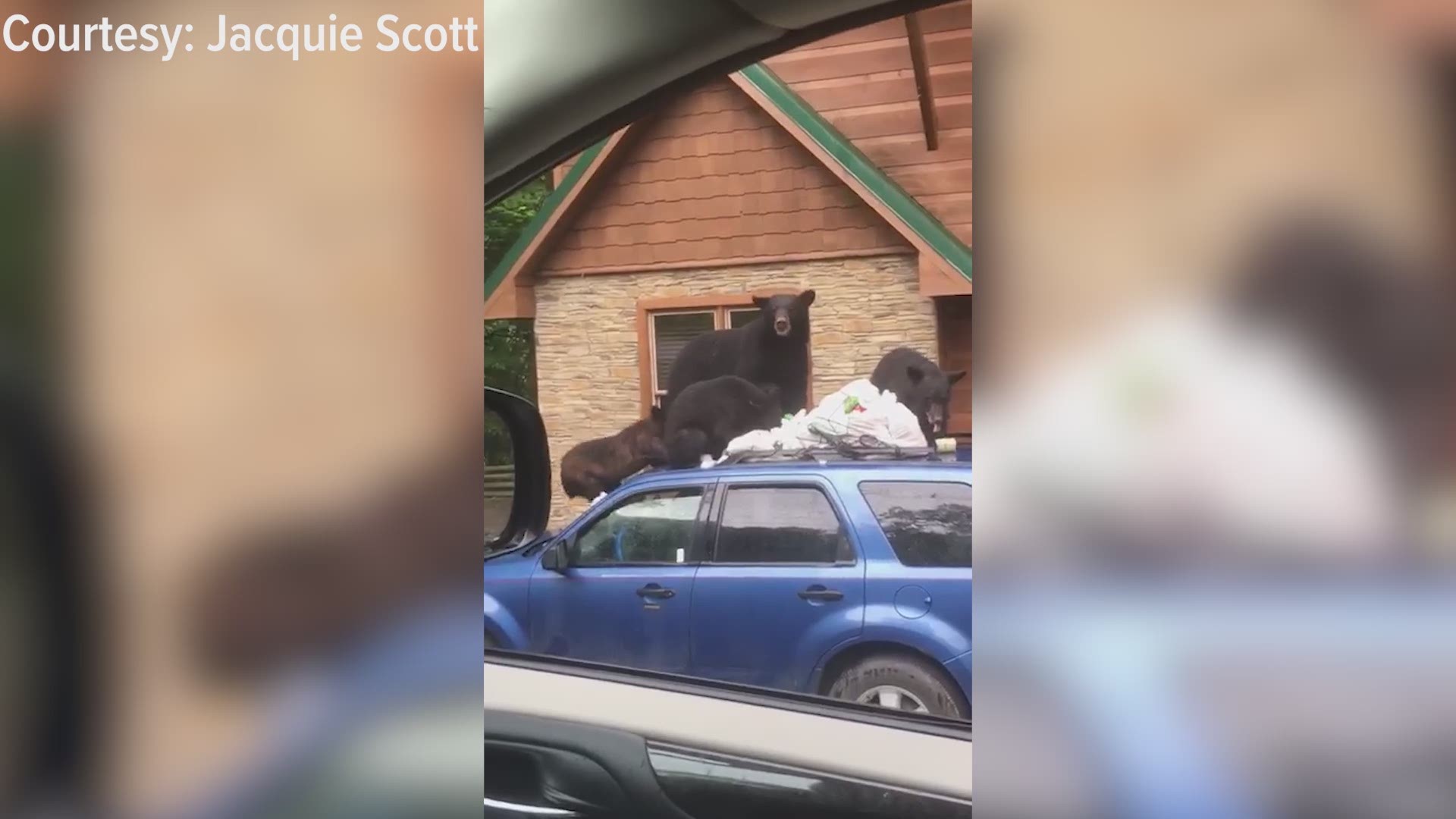 A mama bear and three cubs were spotted eating trash on top of a car in Gatlinburg.