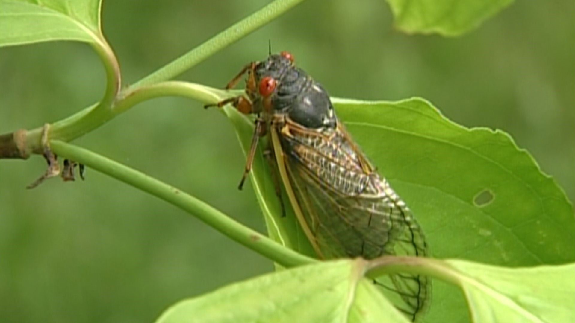 17year cicadas bug East Tennessee next year; emerging now in Virginia