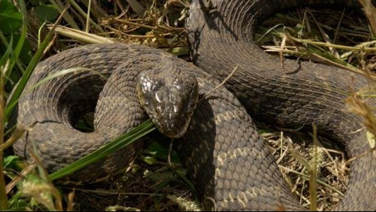 Hiss! Here Are The Four Venomous Snakes Of Tennessee | Wbir.com