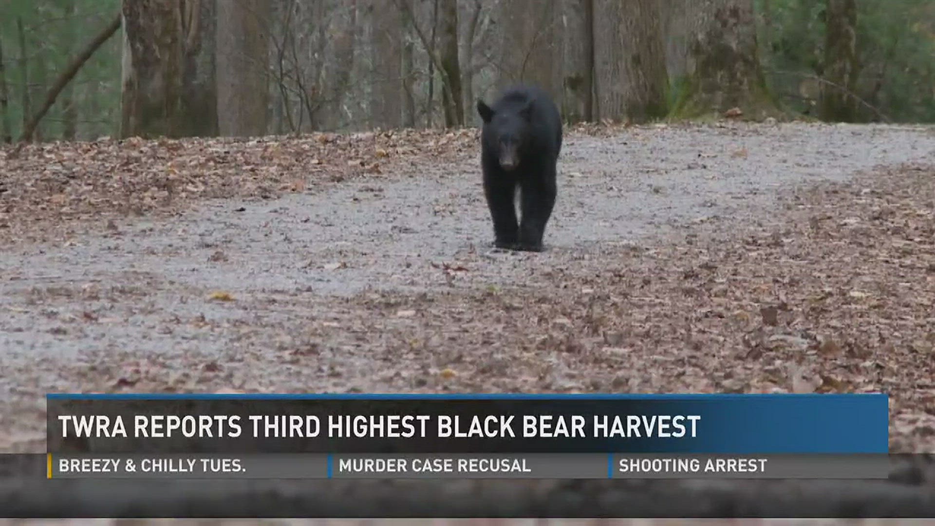 T-W-R-A is reporting the third highest black bear harvest on record. Bear season started in late September and wrapped up January 2.