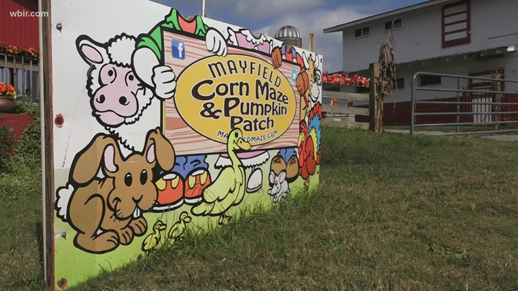 Aw shucks! Mayfield corn maze offers new attractions for fall fun