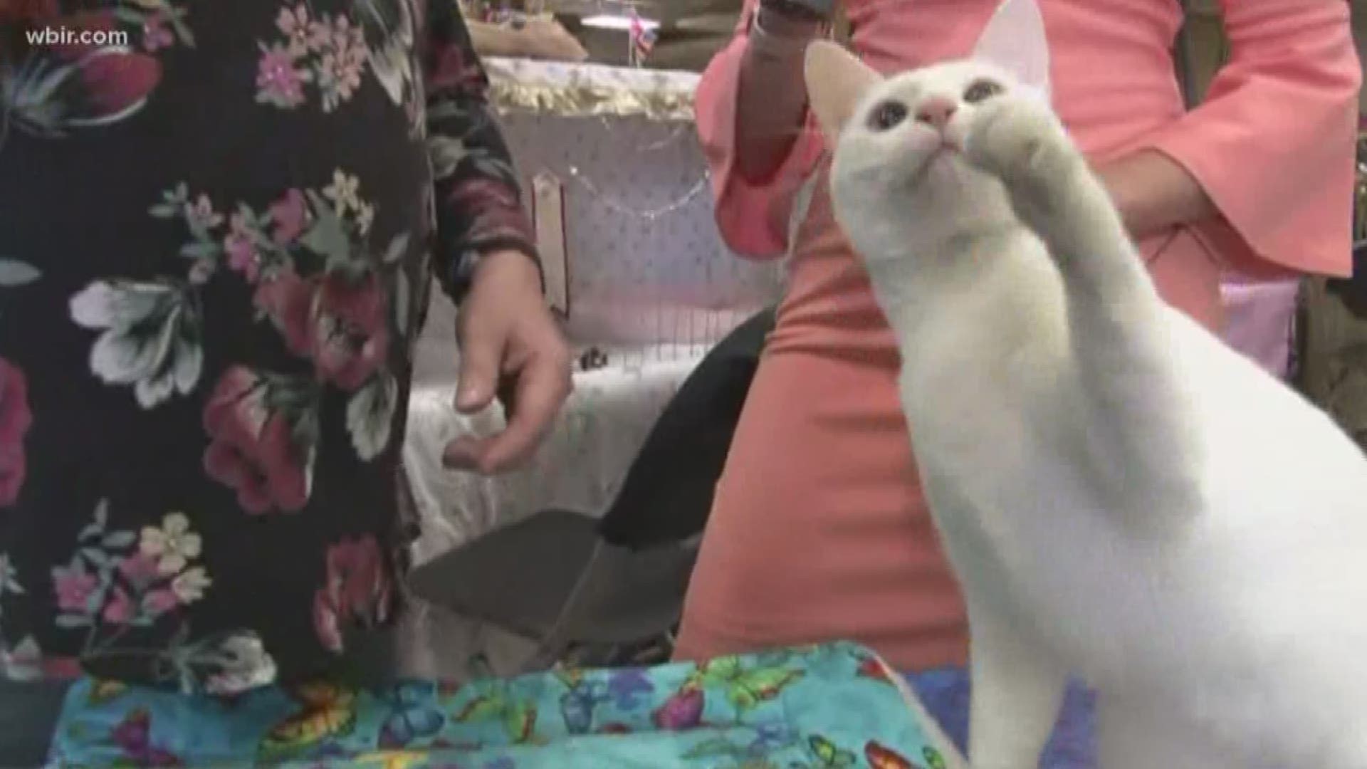Over 200 cats and 40 different breeds were in Knoxville to strut their stuff.