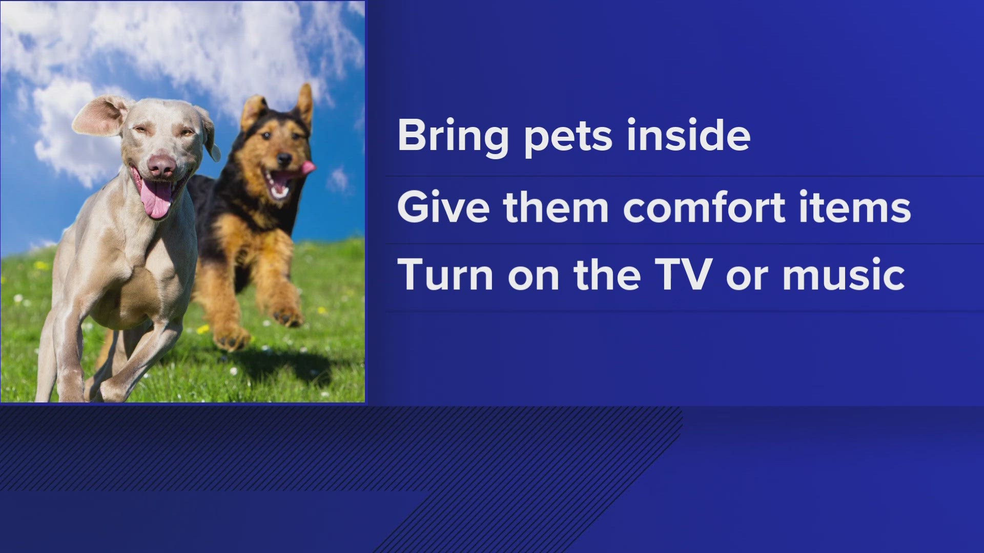How to keep your pets safe during July 4th holiday