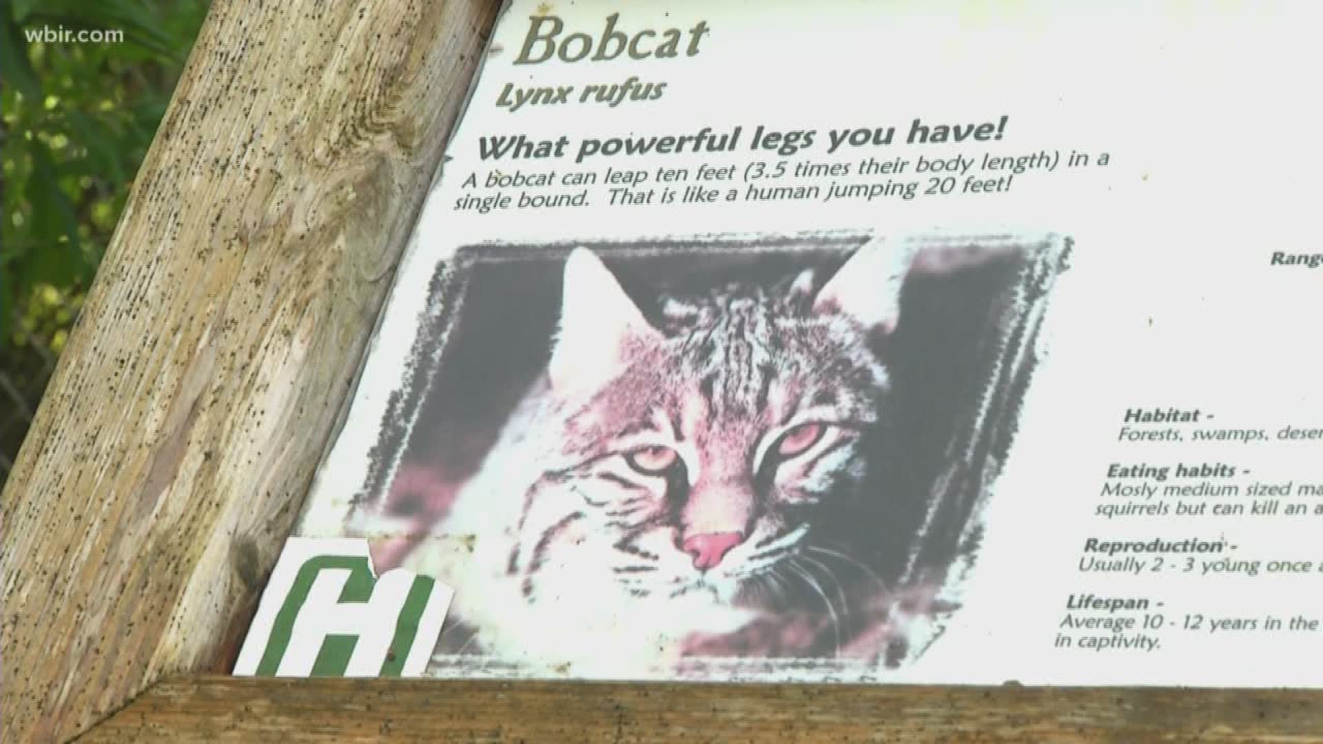 Employees of a nature center in Chattanooga are offering a reward for a stolen bobcat named Evie.