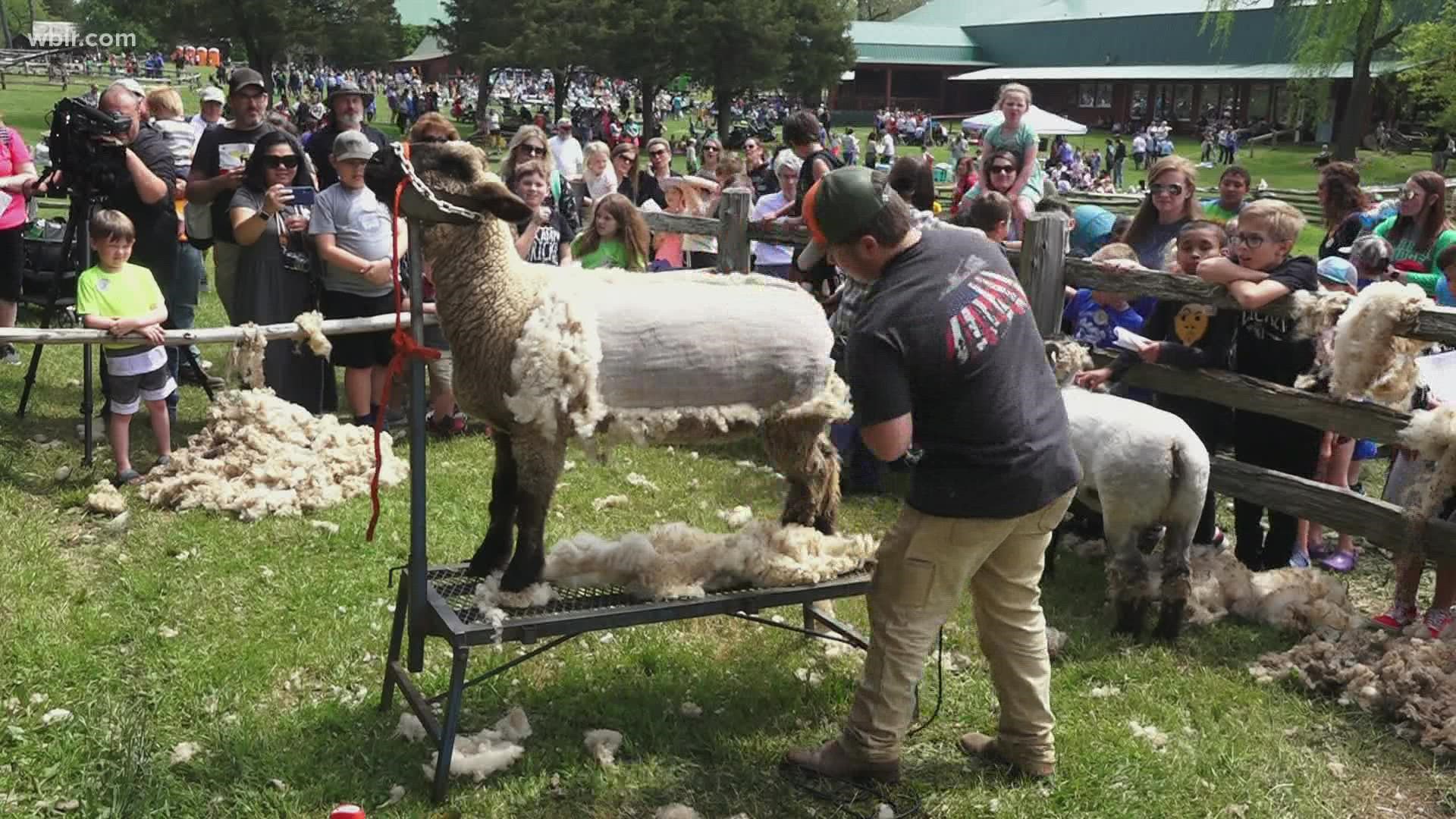 The annual event not only gives the sheep a stylish new look, but also allows kids and families to take a step back in time and learn.