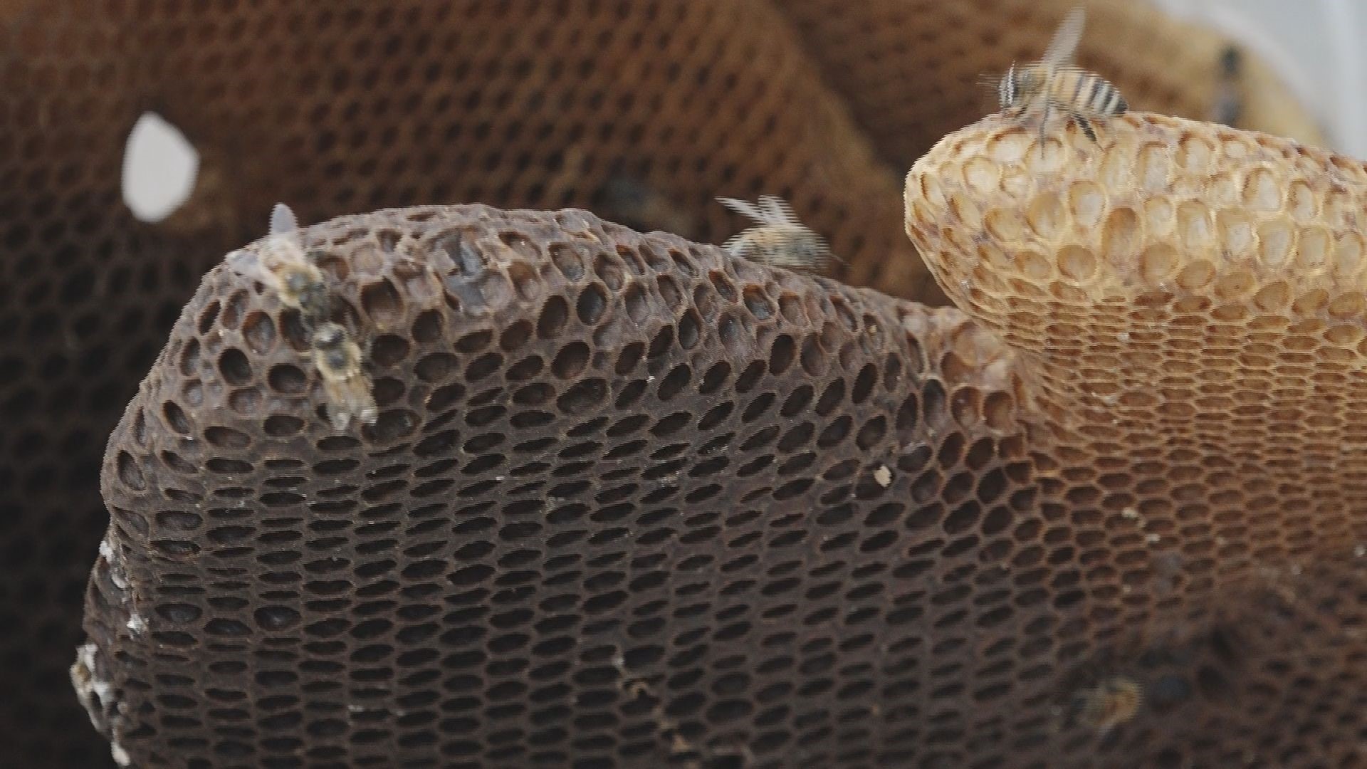 Column Bee Birds and bees build home inside church columns | wbir.com