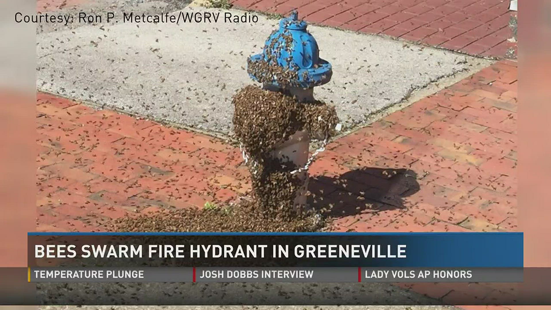 March 8, 2017: A local beekeeper stepped in to help after thousands of bees swarmed a fire hydrant in downtown Greeneville.