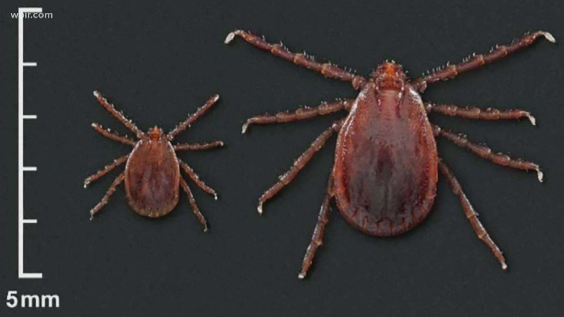 The University of Tennessee received $150,000 to study an invasive tick. The Asian longhorned tick is now in 12 states -- including Tennessee.