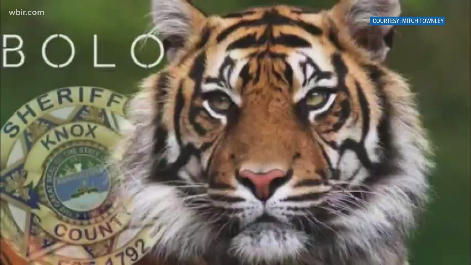 Songwriter Mitch Townley was inspired by recent interstate plane landing and tiger search to write a song set to Survivor's 'Eye of the Tiger'. 9/16/2020-4pm