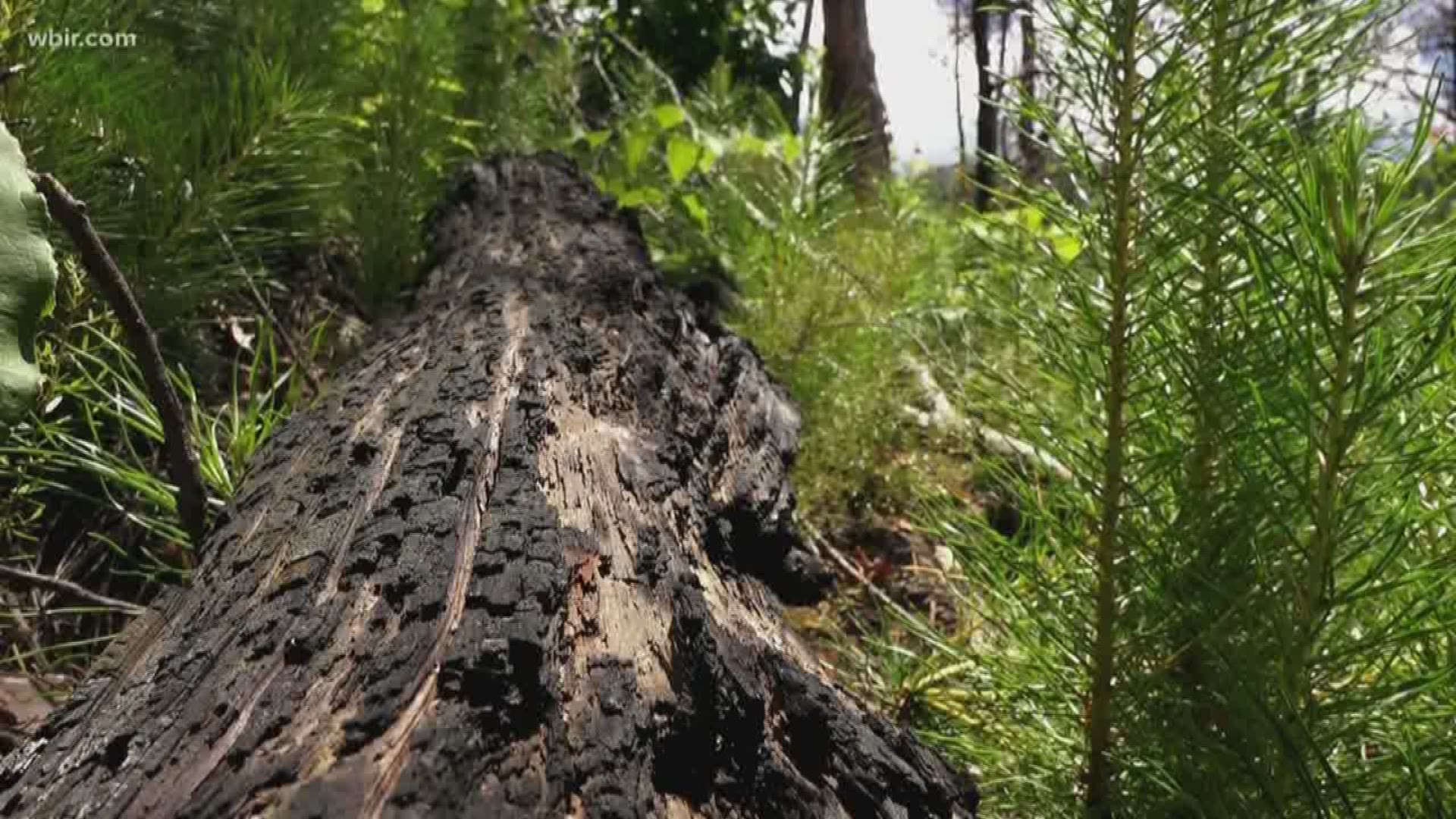 Jul. 5, 2018: Areas in the Smokies charred by the Nov. 2016 wildfires now feature abundant new growth, including the Table Mountain pine that relies on fire to reproduce.