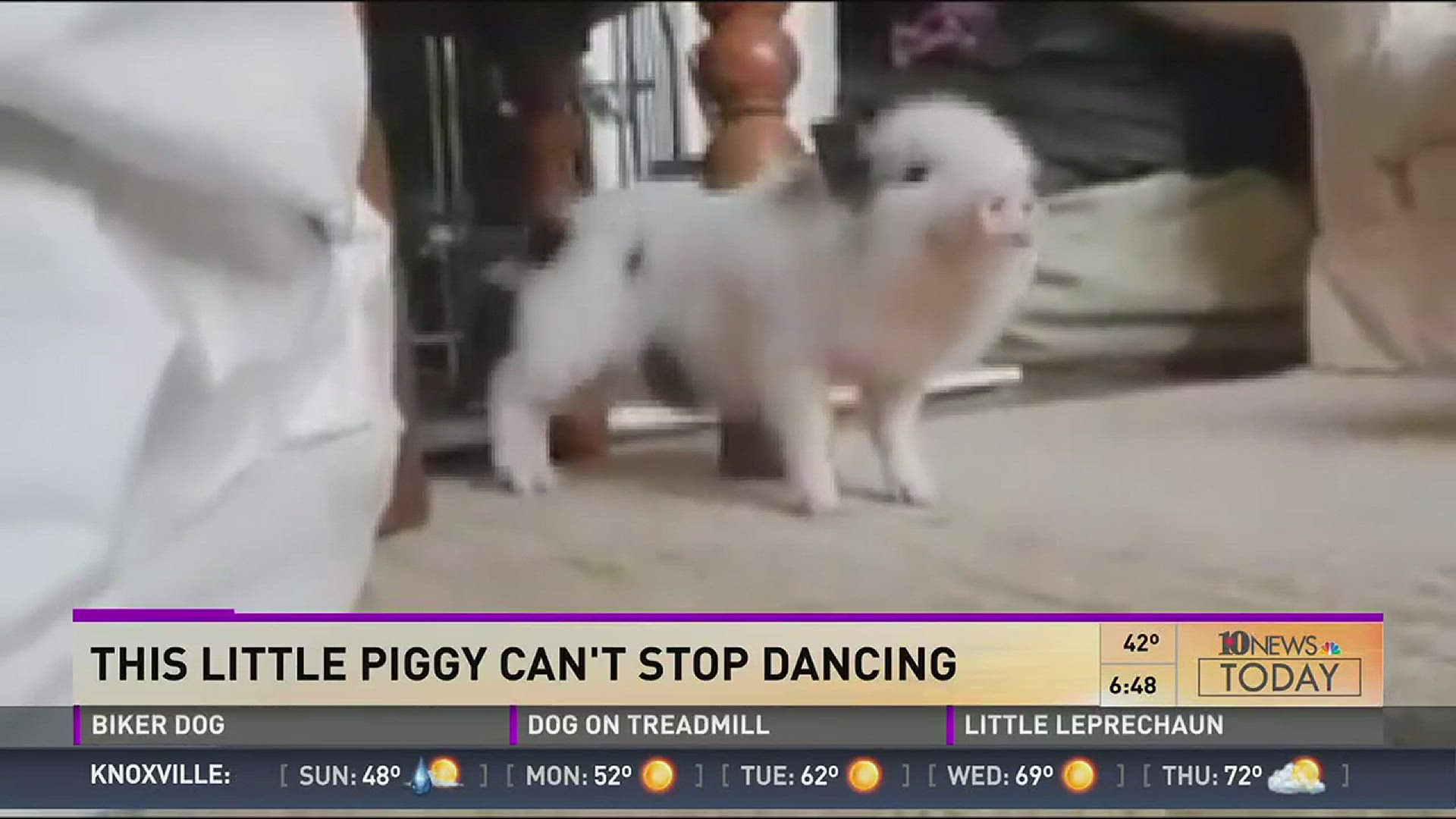 This little pig loves Rihanna's latest hit. He just can't get enough.
