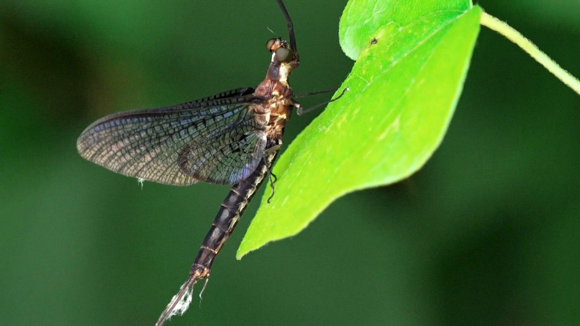 mayfly bite