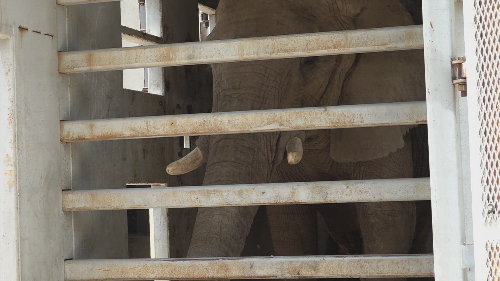 The three older elephants in the herd are heading to a sanctuary for their senior years.