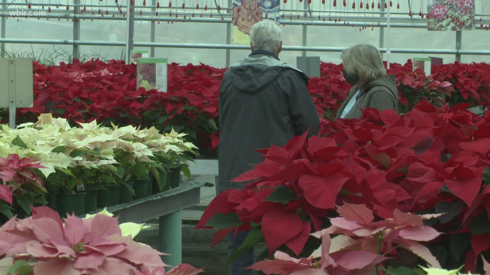 Despite the myth, poinsettias are not poisonous. It is best to keep them away from pets if you can.