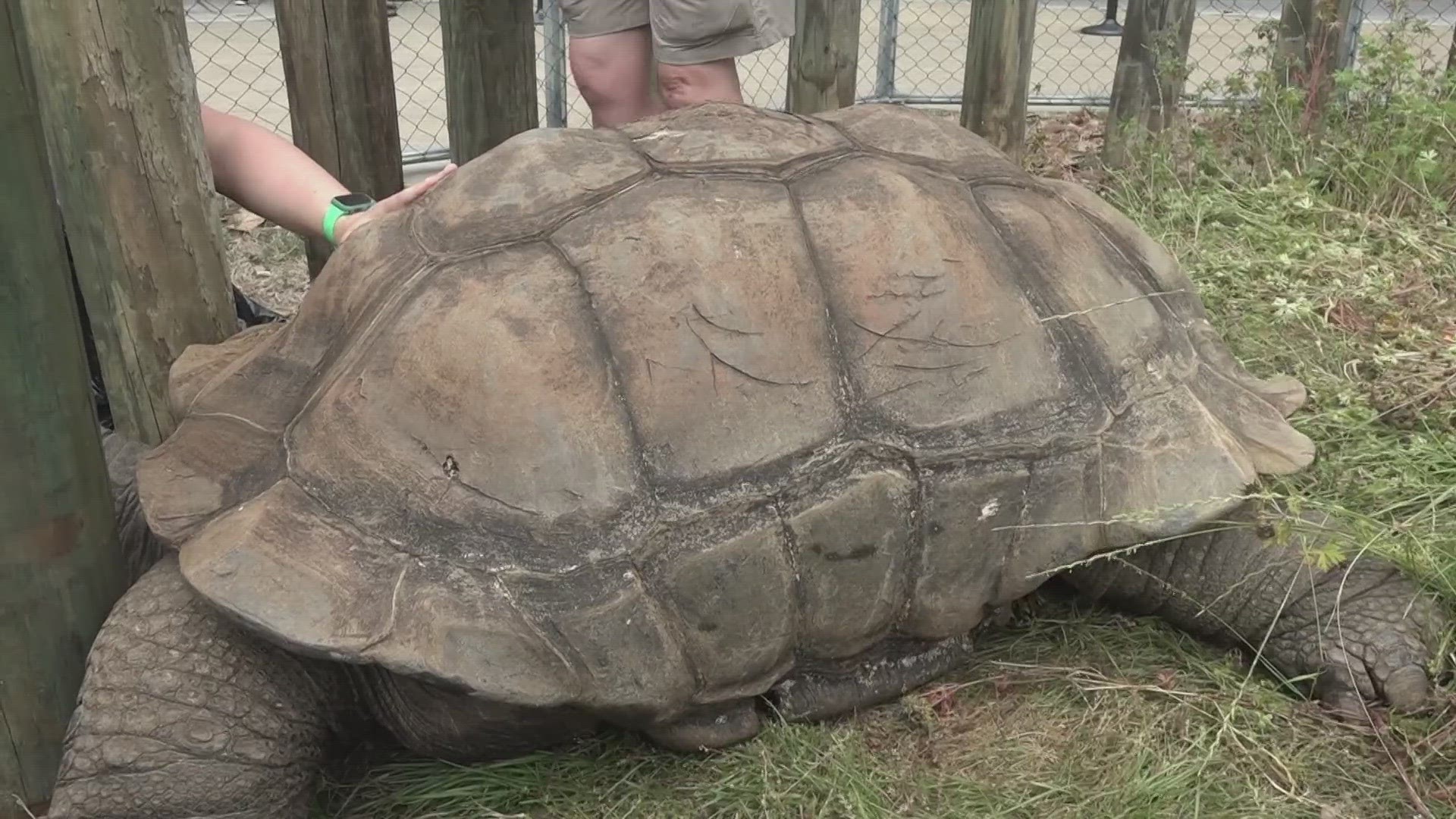 "Big Al" is an Aldabra Giant Tortoise, one of three males and two female Aldabra tortoises that live at the zoo.