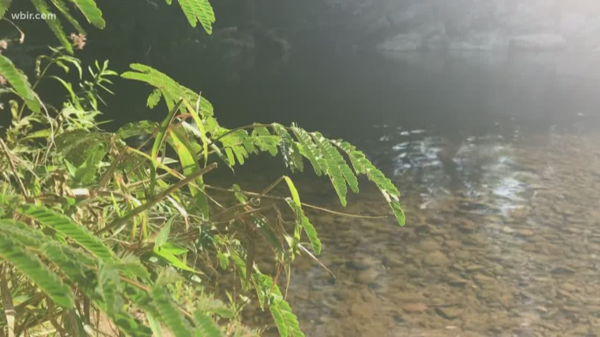 The Sevier County Rescue Squad is reminding people to wear life jackets when swimming. This comes after 50-year-old Mateo Morales Ruben drowned in the west prong of the Little Pigeon River Sunday night.
