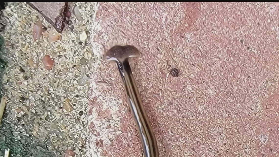 Invasive hammerhead worms may appear in Tennessee gardens as ...