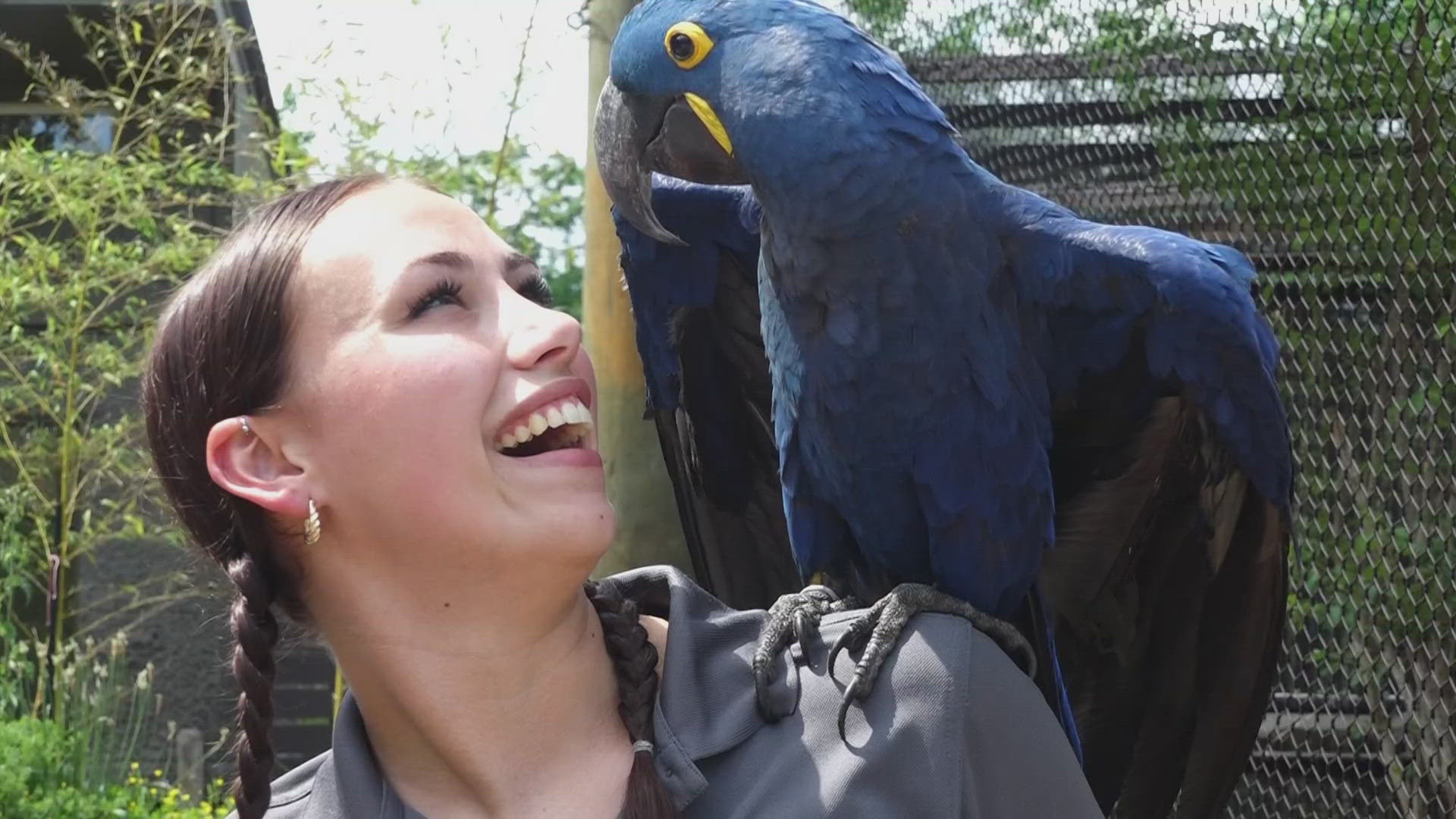 Folks flock to see new vibrant habitat for macaws: Max's Aviary | wbir.com