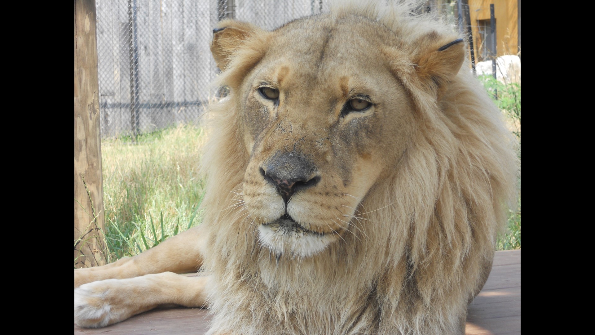 Zoo Knoxville's beloved African lion, Sylvan, passes away | wbir.com