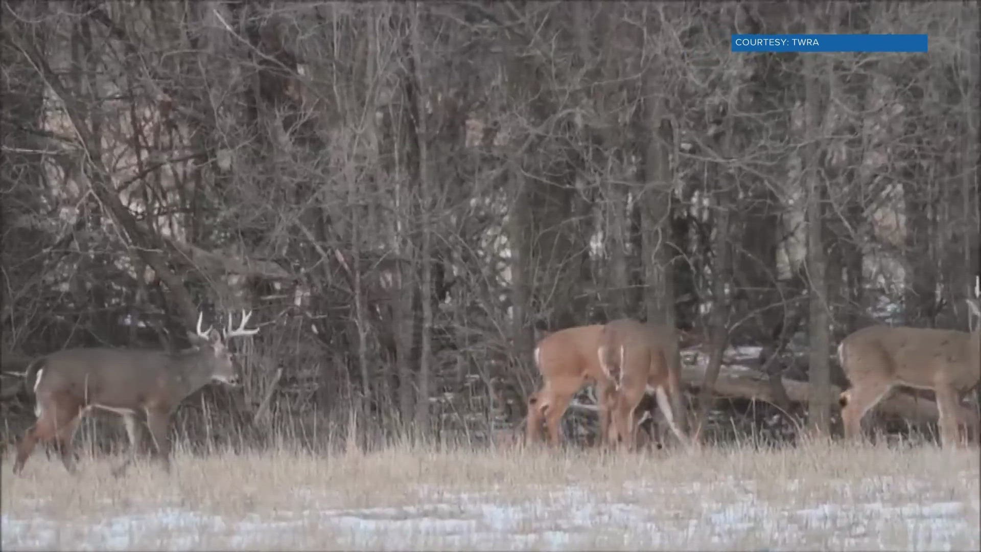 During buck season for hunters, deer can be dangerous for drivers.