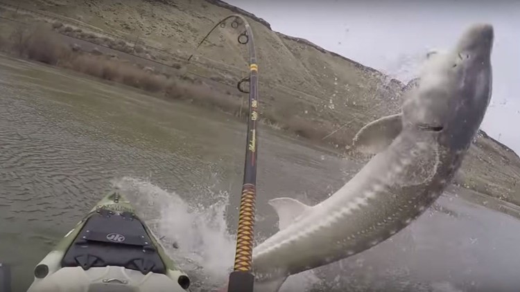 watch idaho men pull monster sturgeon from snake river