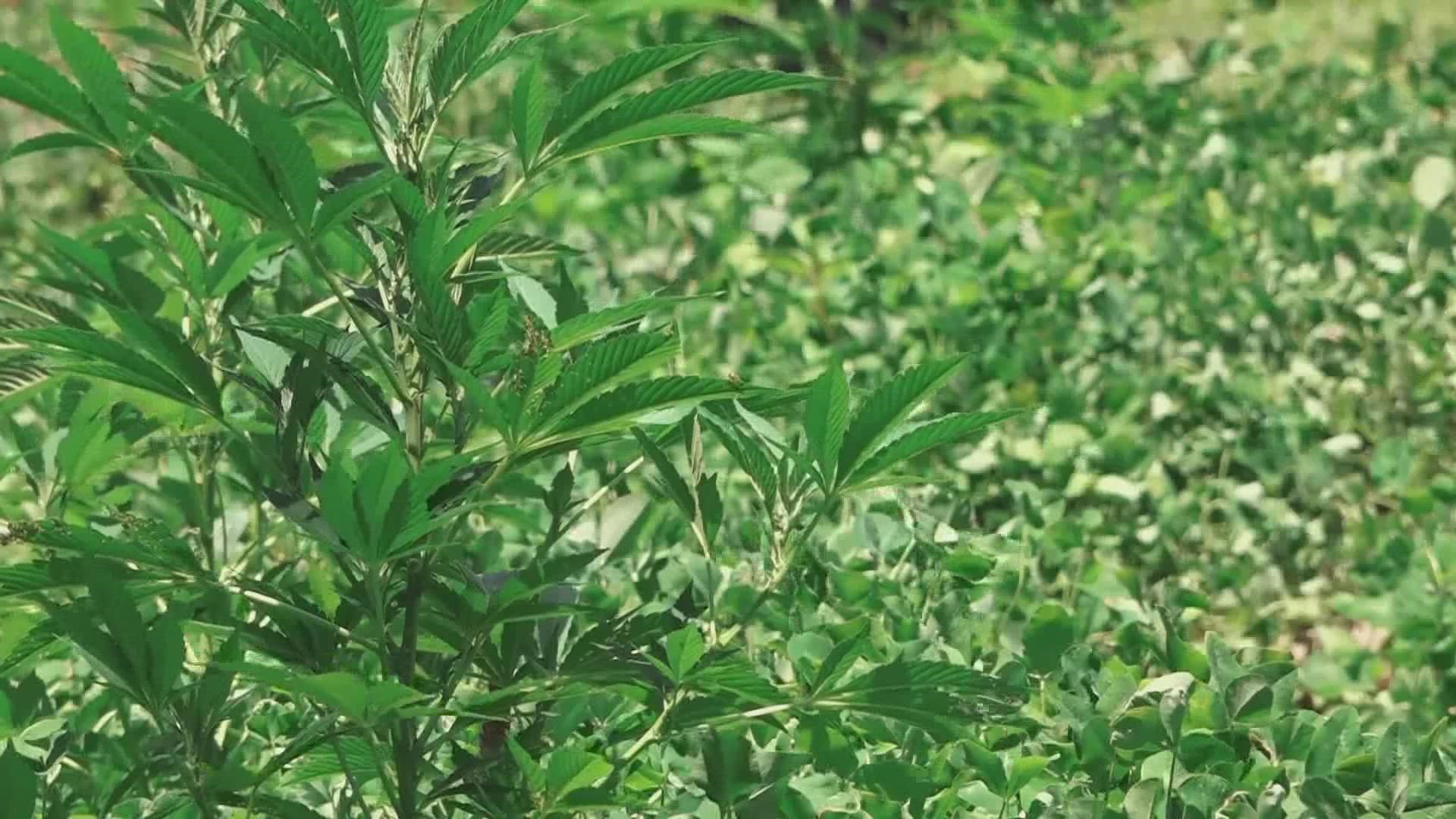 One East Tennessee farmer said that he lost around $100,000 from growing hemp, after calculating the costs to grow it.