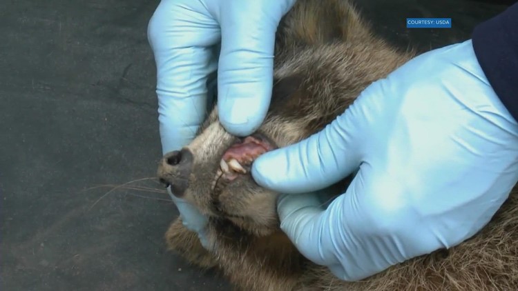 Aircraft drop experimental marshmallow-flavored rabies vaccines for raccoons in Tennessee
