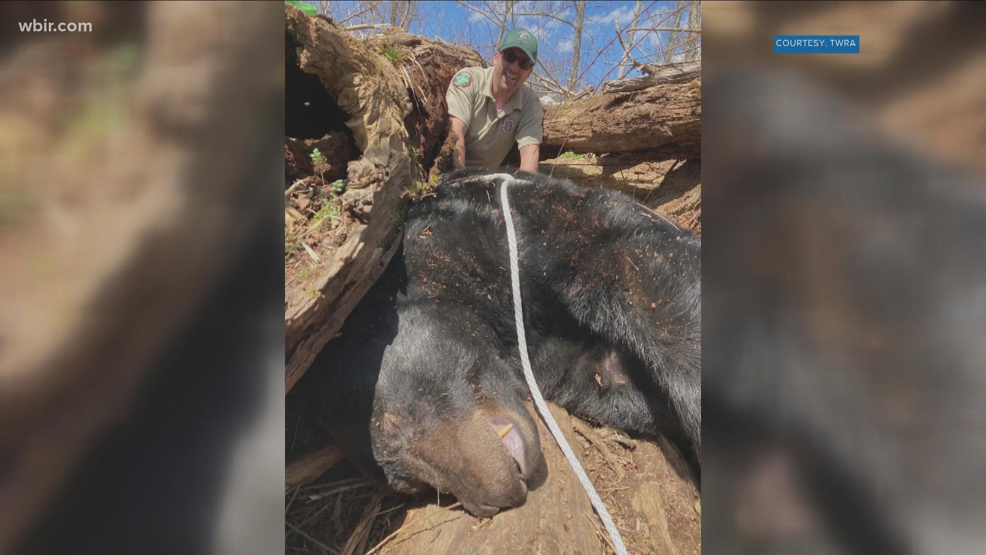 The TWRA said the bear had grown too comfortable with people and had become habituated, saying it had caused property damage last year.