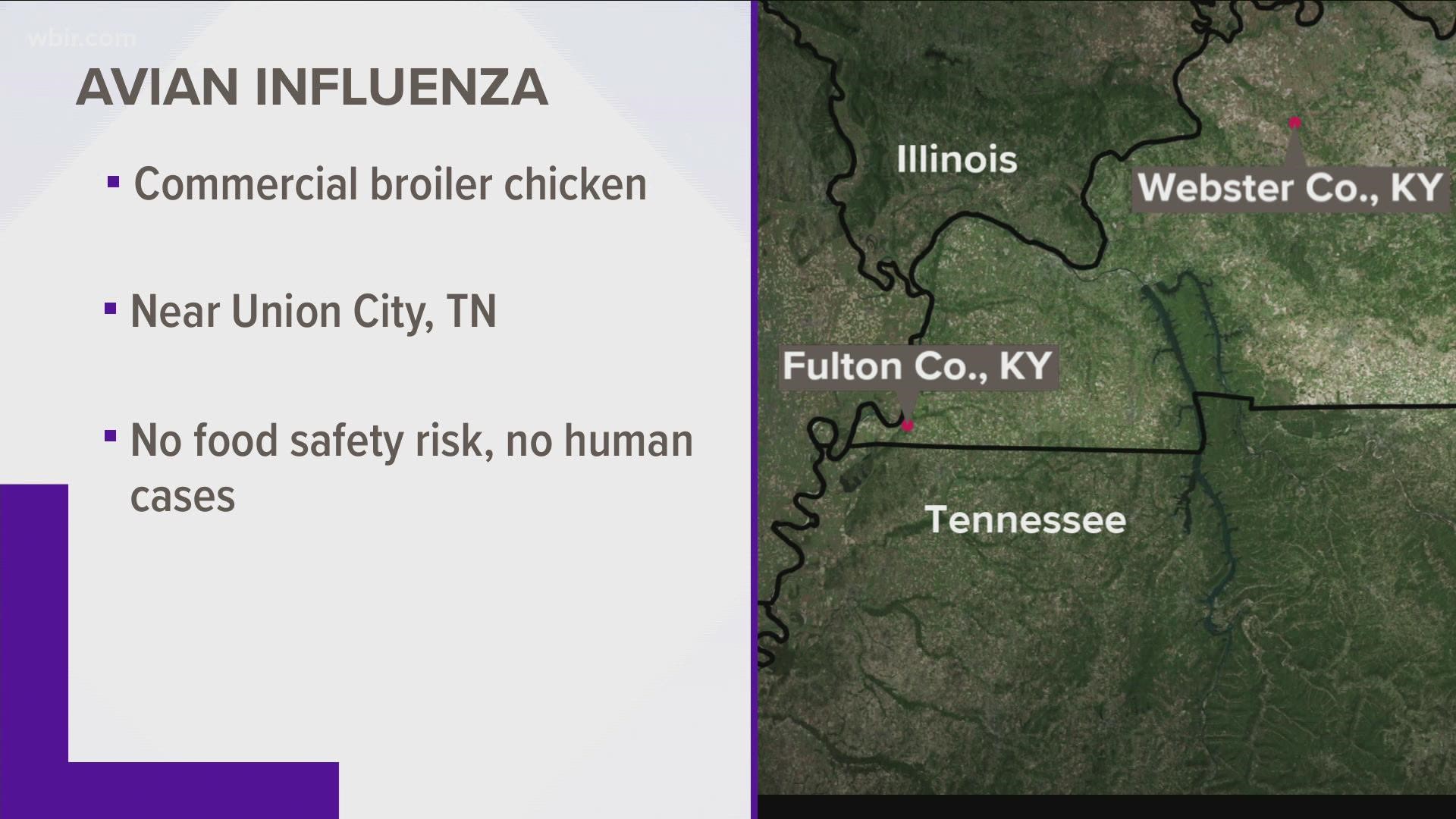 Authorities say the case was detected in a flock of commercial broiler chickens in Fulton County, just across the state line with Tennessee.