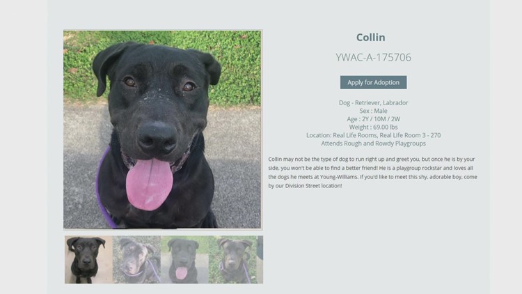 Pet of the Week: Collin
