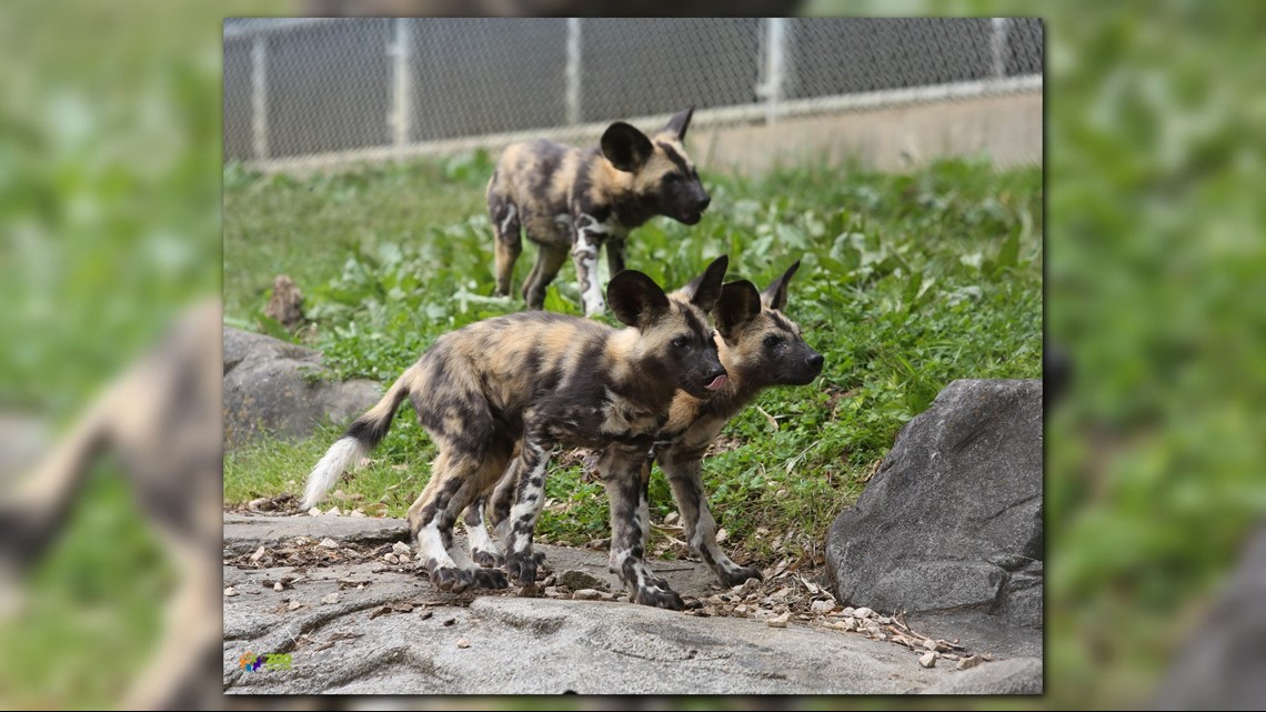 can an african wild dog be tamed