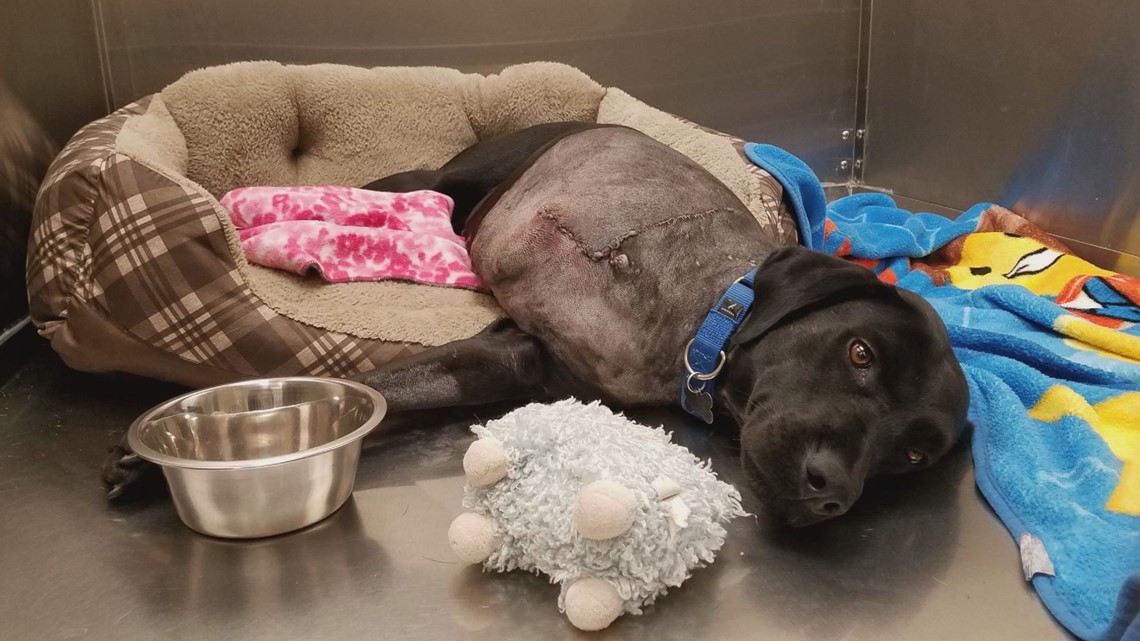 Dog who lost leg to gunshot wound inspires Humane Society staff | wbir.com