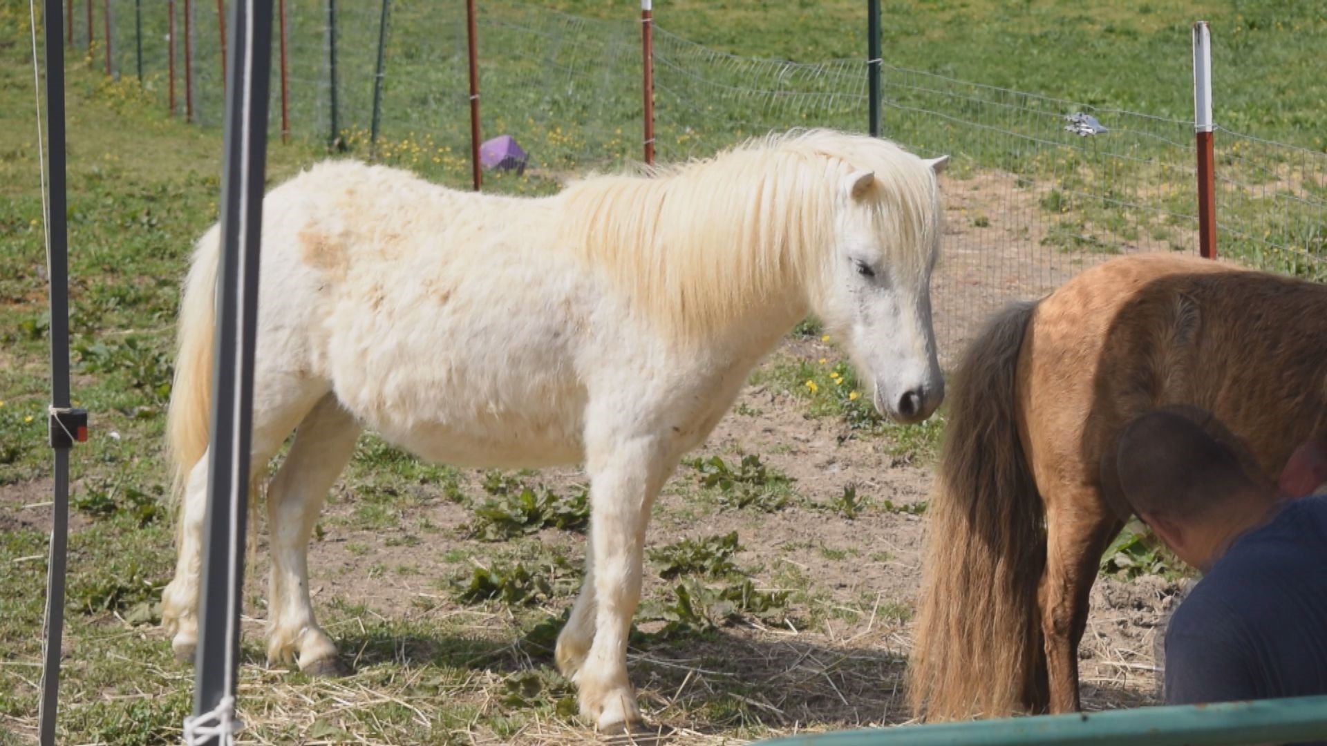 Mini horse and donkey rescue proves to be vital in Loudon County