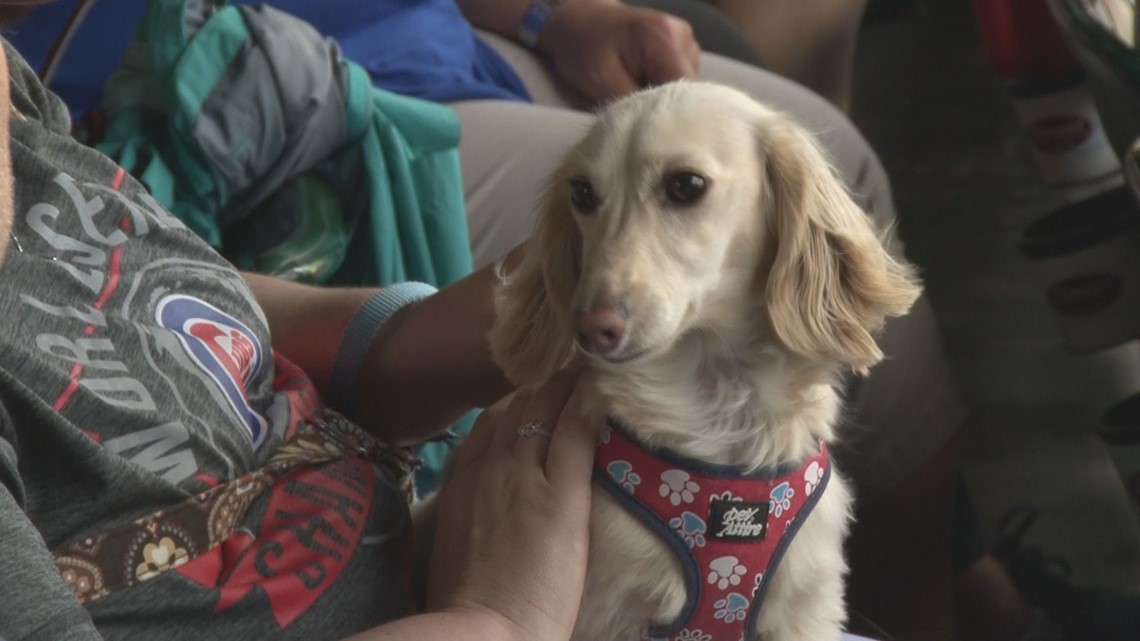 are dogs allowed at smokies stadium