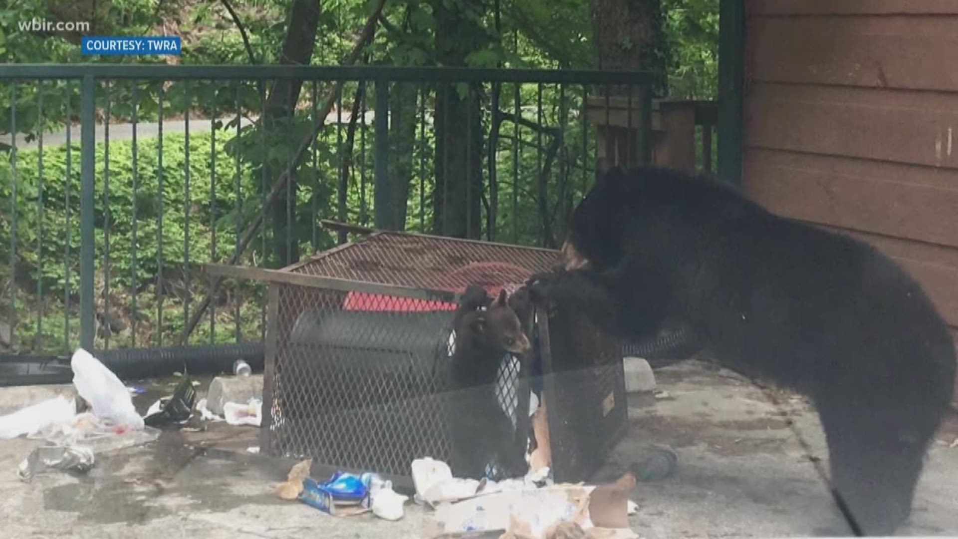 GSMNP leaders evaluate using Tasers on nuisance bears 