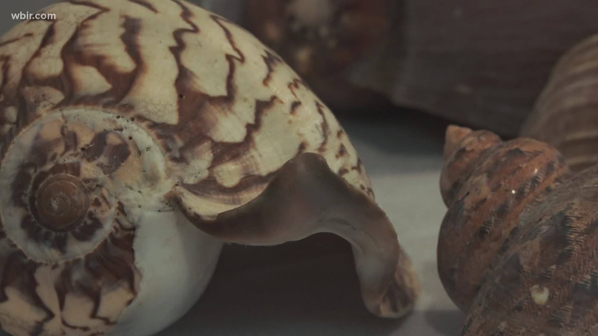 We may be a few hundred miles from the Atlantic ocean, but East Tennessee will soon have its own Seashell museum.